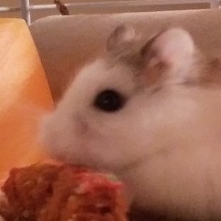 Hamster 1, a pale Roborovski hamster, in his cage in 2016