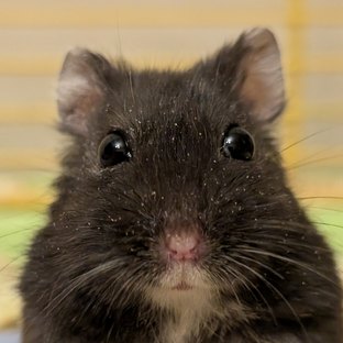 Hamster 2, a dark-furred Djungarian hamster, in his cage in 2025