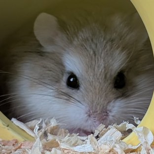 Hamster 3, a sandy Roborovski hamster, looking out of his house in 2026